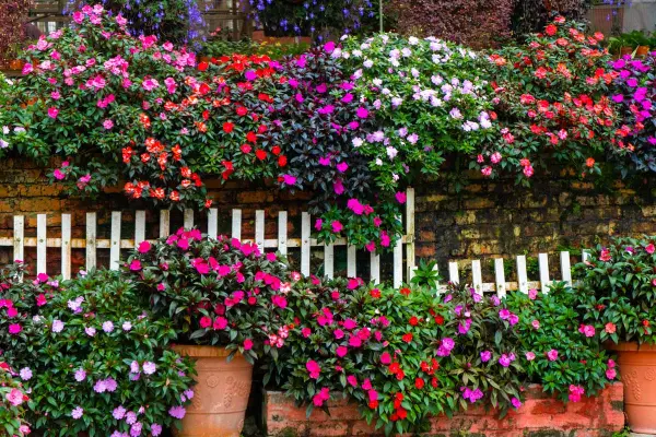 Flores para Jardim: As Melhores Espécies para o Seu Espaço